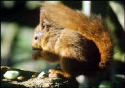 a red squirrel